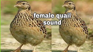 female quail sound // 2021// new female batair sou