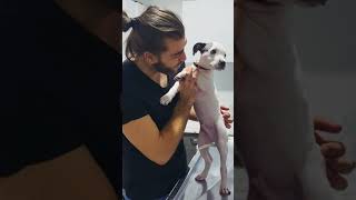 Yavru Pitbull Yemek Yerken Aşı Oldu! 😂 #TheVet