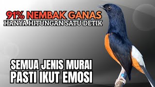 Download lagu PANCINGAN murai Batu FIGHTER BONGKAR ISIAN MEWAH !! Jadikan semua murai malas bunyi AUTO BERKICAU mp3