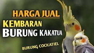 Download lagu Getting to Know Australian Parakeets and Their Prices mp3