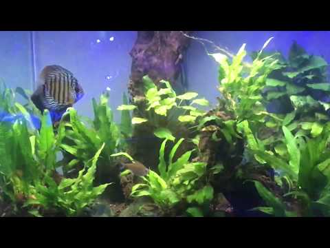 jassimps s saltwater aquarium