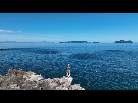 Surrounded by A Feeding Frenzy on a Secluded Rock