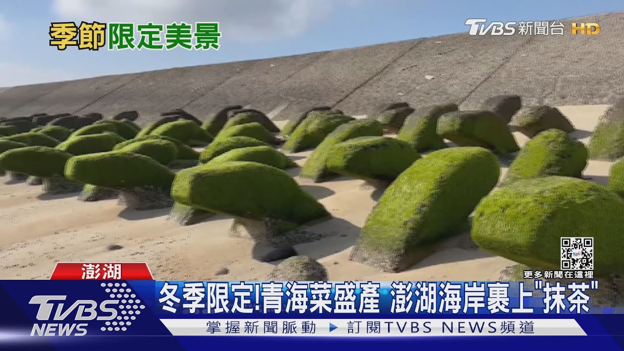冬季限定!青海菜盛產 澎湖海岸裹上「抹茶」