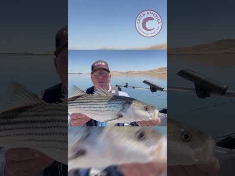 San Luis Reservoir Fishing Report | June 2026