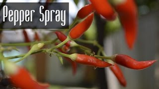 How to Make Pepper Spray