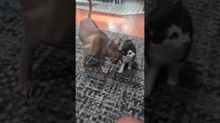 Video preview image #1 American Staffordshire Terrier-Labrador Retriever Mix Puppy For Sale in Garner, NC, USA
