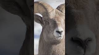 Download lagu Discover Kyrgyzstan's Wildlife #travel #explore #discover #kyrgyzstan #wildlife #animals #shorts mp3