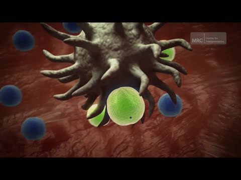 The Immune System | Preserving Disease Resistance After a Transplant