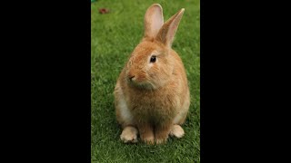 Pedro El Conejito (Peter the Rabbit) song by Jose Luis Orozco
