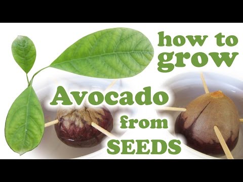 Avocado Tree - Avocado Fruit - Grow Avocado Plant -...