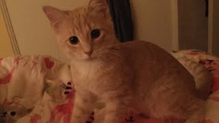 Cat comes when called right away (CUTE, FUNNY KITTY!!)