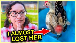 How to SAVE a Chicken with a PROLAPSED VENT