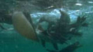 Penguins vs. Pelicans | National Geographic