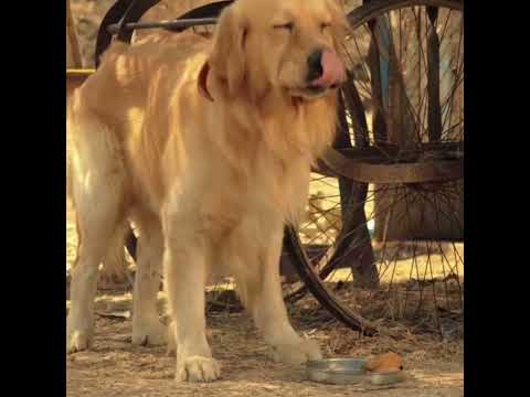 unconditional love bonding ❤oldlady kindness ❤ love attitude 😍 dog lover #love #attitude #shorts