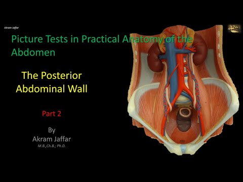 Picture Tests in Anatomy - Abdomen - Posterior Wall 2