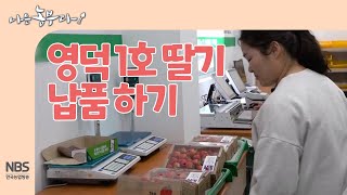 [나는농부다 242회] 영덕 1호 딸기 납품하기