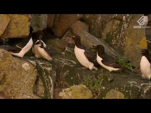 A guillemot chick's heart-stopping leap from 400 feet | Highlands - Scotland's Wild Heart