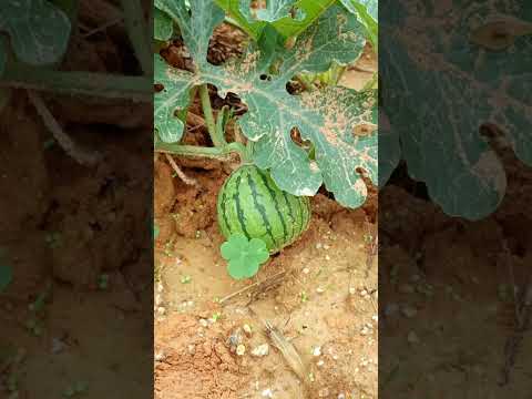 How can you not look forward to summer? #Pastoral life #nature #shortsfeed