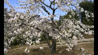 preview picture of video 'cerezos en flor 2012'