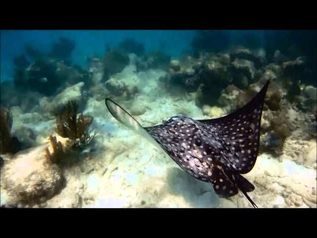 Akumal Snorkeling