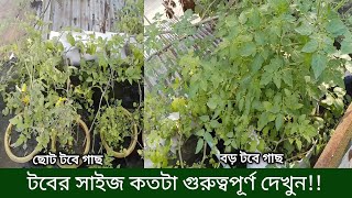 কতটা গুরুত্বপূর্ণ গাছের সঠিক টবের সাইজ নির্ধারণ | ছাদ কৃষি তে টবের সাইজ