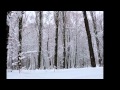 Киев - Зима - Снег - Красота - 22 января 2012 год 