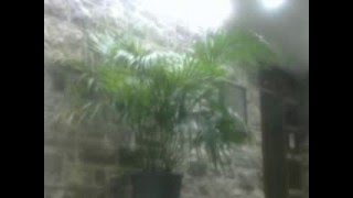 I Have Loved You Oh So Many Years