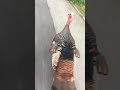 Turkey chases car Turkey chases car