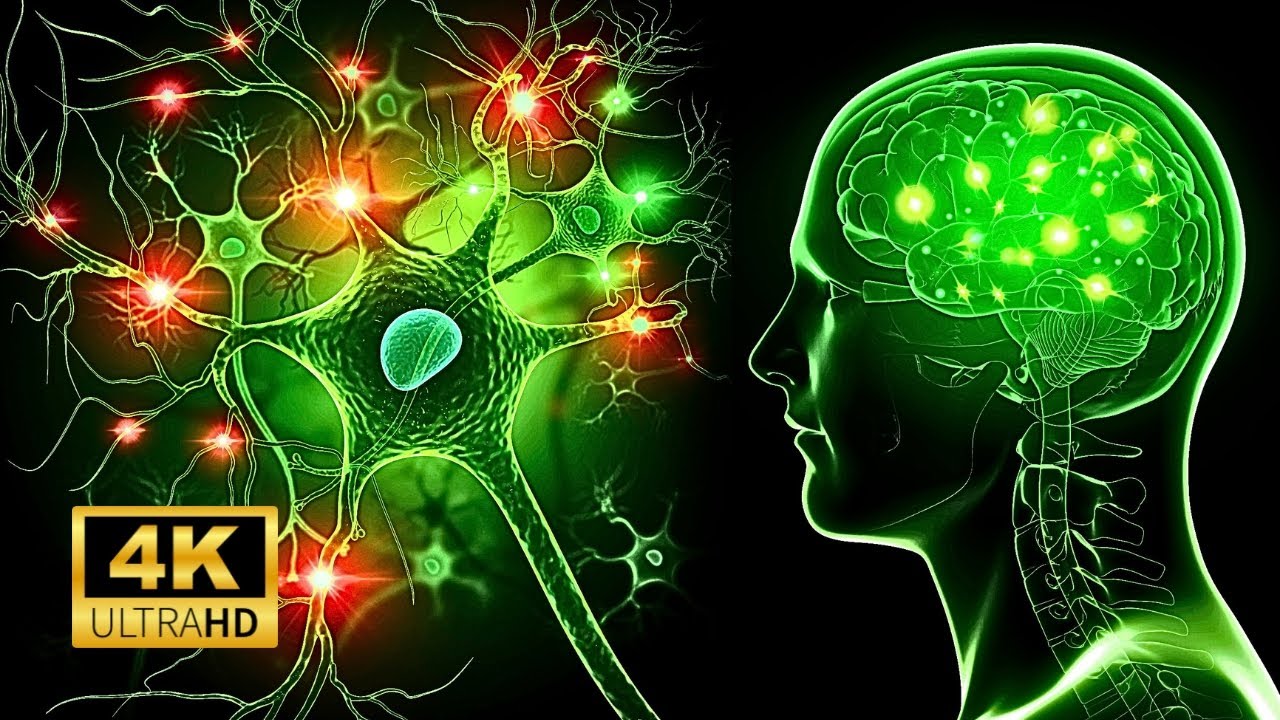 Nervous System Explained In Less Than 5 Minutes!