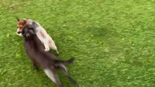 Video preview image #1 Mutt Puppy For Sale in Rockaway, NJ, USA
