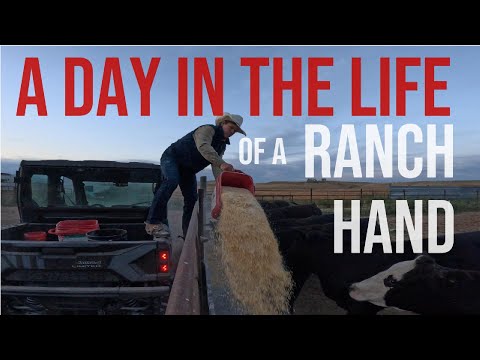 Kühe im Regen arbeiten! – Ein ganzer Tag auf der Ranch