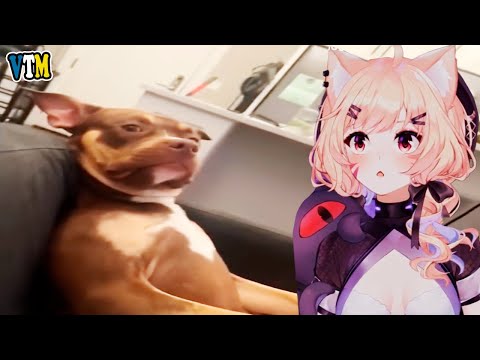 SquChan Reacts To UNUSUAL MEMES COMPILATION V266