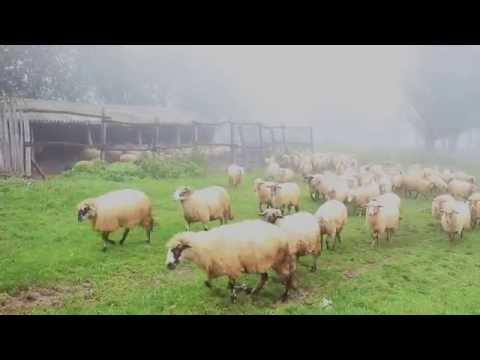 Povestea Stânii - Valea Almăjului - Banat