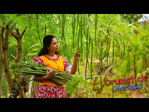 Delicious Drumsticks! (Moringa Pods) Recipes for tasty & colourful lunch table! | Traditional Me