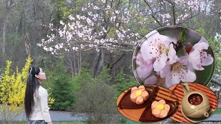 Download lagu Peach Blossom Tea and Sweets/Té de Flor de Durazno/ももの花茶&和菓子/桃花茶 桃花甜点 mp3 Download lagu Peach Blossom Tea and Sweets/Té de Flor de Durazno/ももの花茶&和菓子/桃花茶 桃花甜点 mp3