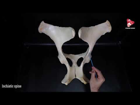 Comparative Anatomy of the Pelvis