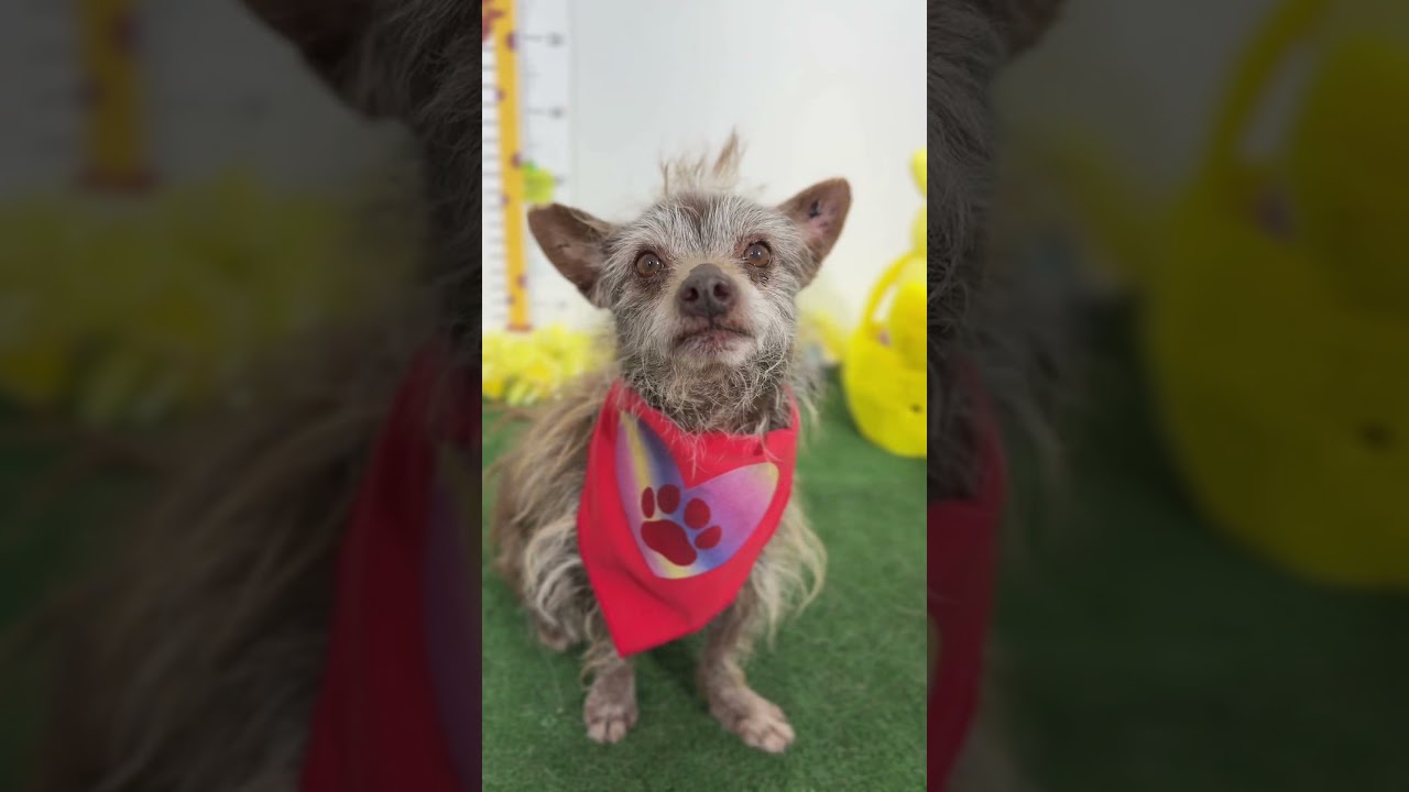 Enlarge Scotty-One of our Amazing Rescue Dogs, a Adoptable mixed breed in Tustin, CA video 2/2