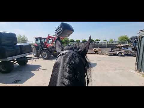 Stal Okkema's Goffe - Thorben x Olof - stallion - 2018