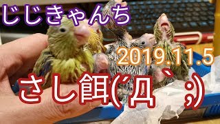 深夜のさし餌🐣💦💦💦