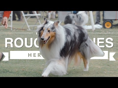The Supermodel Herding Dogs: Rough Collies