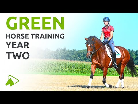 How to Train a Young Horse like Ingrid Klimke | Second Year of Basic Training | wehorse