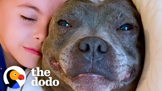 Kid And His Pittie Do Everything Together | The Dodo by The Dodo