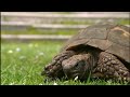 National Geographic Turtle Vs Tortoise BBC Documentary 2020