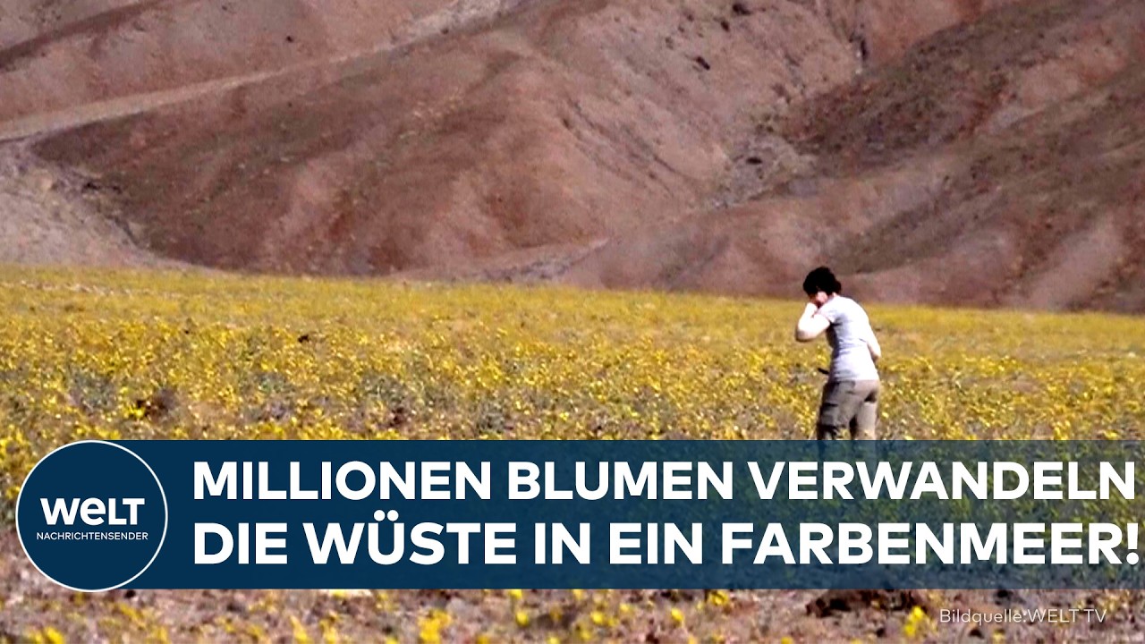 USA: Seltenes Naturspektakel! Die heißeste Wüste Amerikas erstrahlt in goldener Blütenpracht!