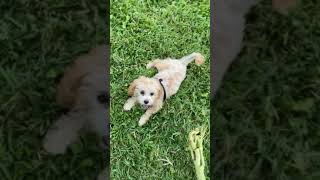 Cavachon Puppies Videos