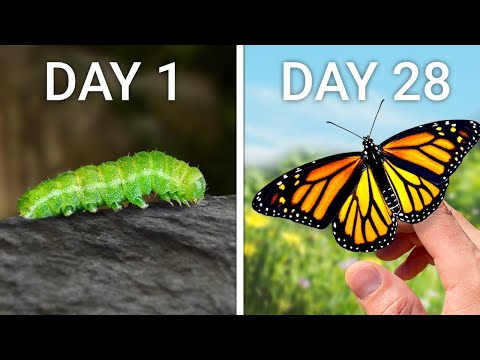 I Tried to Raise a Pet Butterfly