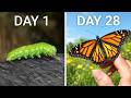I Tried To Raise A Pet Butterfly