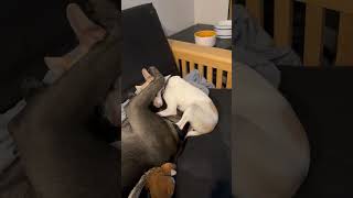 Video preview image #1 Chihuahua-Unknown Mix Puppy For Sale in Aurora, CO, USA