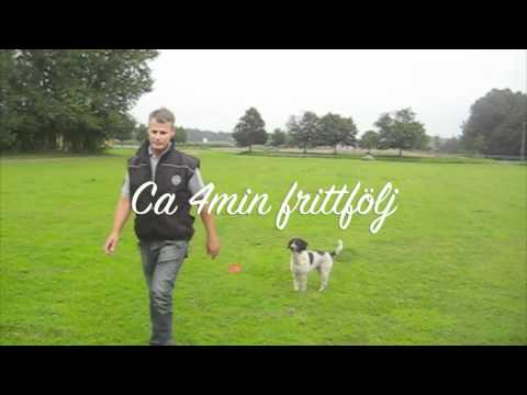 obedience training with my Perro de agua espanol, Tova