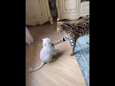 Cat gets accused of Adderall addiction #shorts